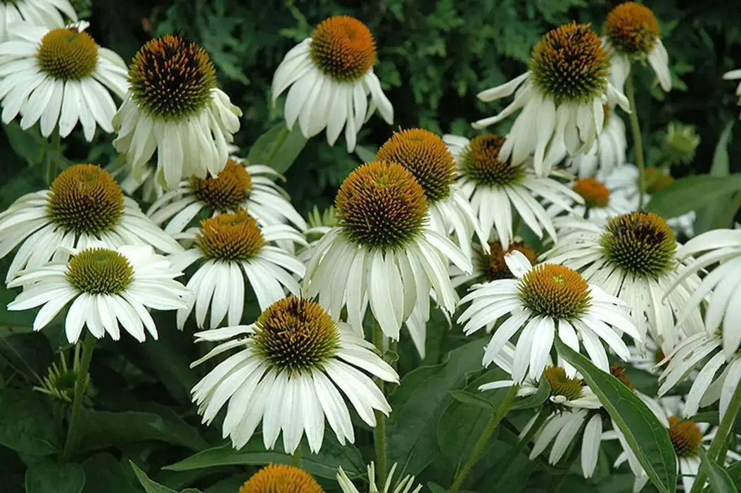 Echinacea purpurea 'White Swan'( 2 bareroot Plant) PERENNIAL  CONEFLOWERS - Caribbean garden seed