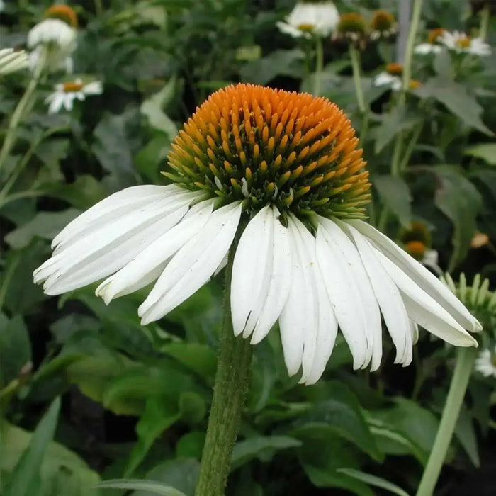 Echinacea purpurea 'White Swan'( 2 bareroot Plant) PERENNIAL  CONEFLOWERS - Caribbean garden seed