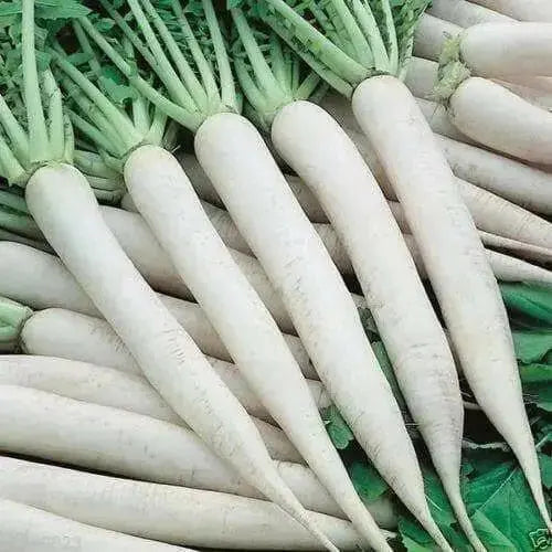 Early Daikon Giant White -Radish SEEDS – Asian Vegetable . - Caribbean garden seed