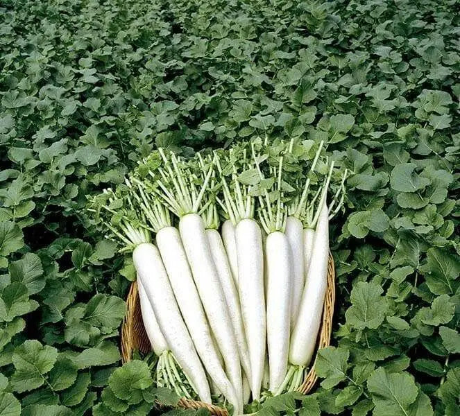 Early Daikon Giant White -Radish SEEDS – Asian Vegetable . - Caribbean garden seed