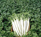 Early Daikon Giant White -Radish SEEDS – Asian Vegetable . - Caribbean garden seed