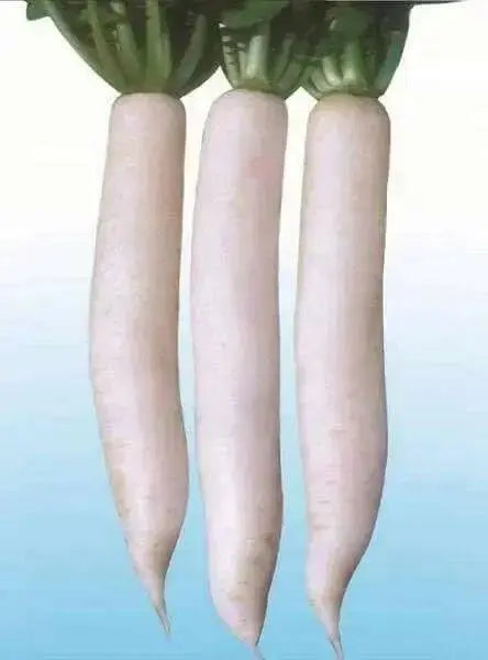 Early Daikon Giant White -Radish SEEDS – Asian Vegetable . - Caribbean garden seed