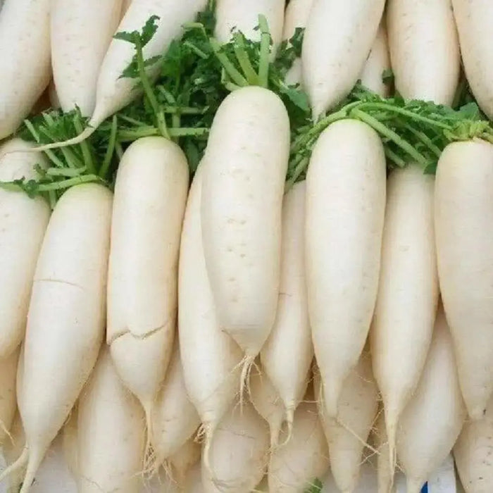 Early Daikon Giant White -Radish SEEDS – Asian Vegetable . - Caribbean garden seed