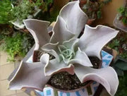 Echeveria Strictiflora Bustamante Seeds - Caribbean garden seed