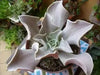 Echeveria Strictiflora Bustamante Seeds - Caribbean garden seed