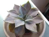 Echeveria Strictiflora Bustamante Seeds - Caribbean garden seed