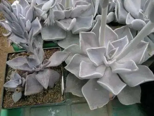 Echeveria Strictiflora Bustamante Seeds - Caribbean garden seed