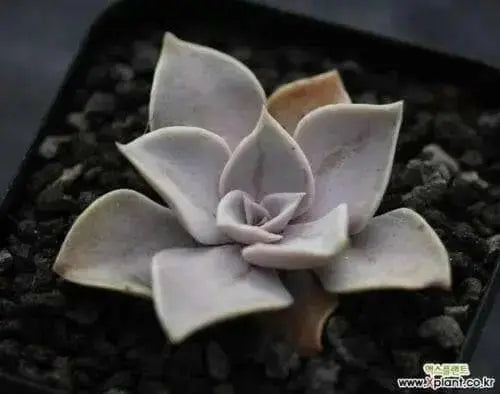 Echeveria Strictiflora Bustamante Seeds - Caribbean garden seed
