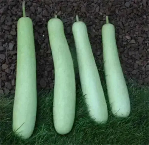 Edible bottle gourd Extra long (Asian vegetable) Gourd Seeds a.K.a BHIM - Caribbean garden seed