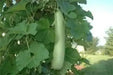 Edible bottle gourd Extra long (Asian vegetable) Gourd Seeds a.K.a BHIM - Caribbean garden seed