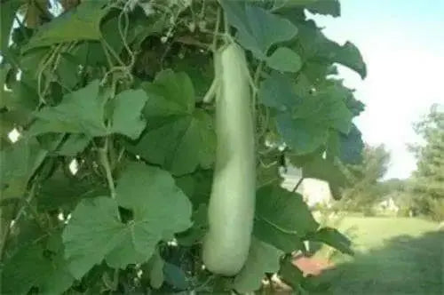 Edible bottle gourd Extra long (Asian vegetable) Gourd Seeds a.K.a BHIM - Caribbean garden seed