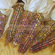 Earth Tones Dent Corn Seed - Ornamental & Edible; used for fall decorations, Ground into flour, or used as feed for birds and other animals. - Caribbean garden seed