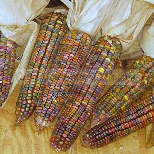 Earth Tones Dent Corn Seed - Ornamental & Edible; used for fall decorations, Ground into flour, or used as feed for birds and other animals. - Caribbean garden seed