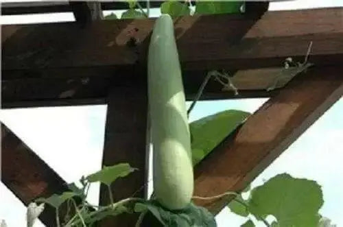 Edible bottle gourd Extra long (Asian vegetable) Gourd Seeds a.K.a BHIM - Caribbean garden seed
