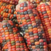 Earth Tones Dent Corn Seed - Ornamental & Edible; used for fall decorations, Ground into flour, or used as feed for birds and other animals. - Caribbean garden seed