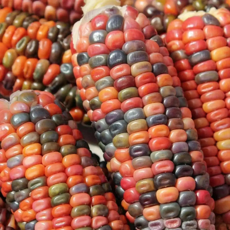 Earth Tones Dent Corn Seed - Ornamental & Edible; used for fall decorations, Ground into flour, or used as feed for birds and other animals. - Caribbean garden seed