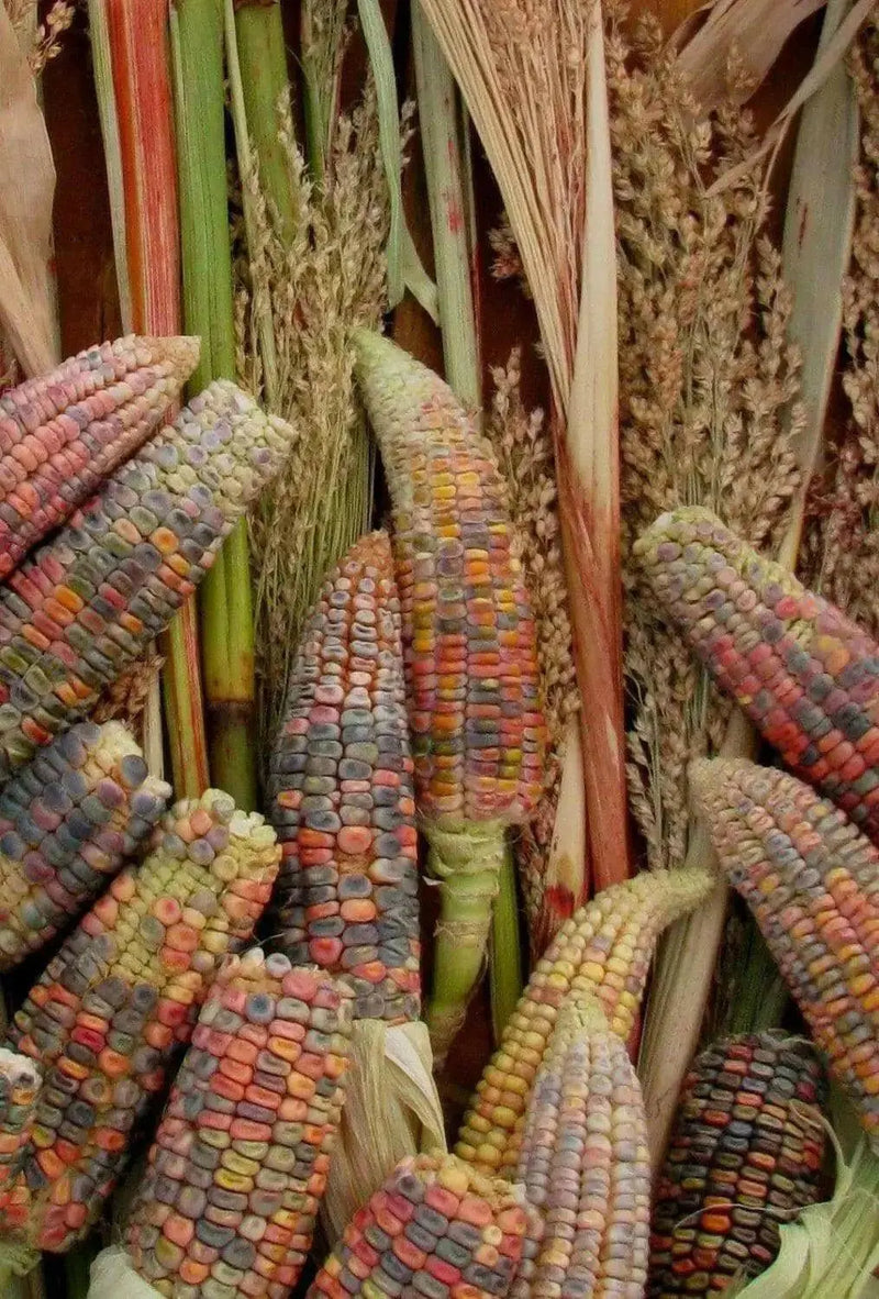 Earth Tones Dent Corn Seed - Ornamental & Edible; used for fall decorations, Ground into flour, or used as feed for birds and other animals. - Caribbean garden seed