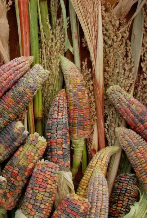 Earth Tones Dent Corn Seed - Ornamental & Edible; used for fall decorations, Ground into flour, or used as feed for birds and other animals. - Caribbean garden seed