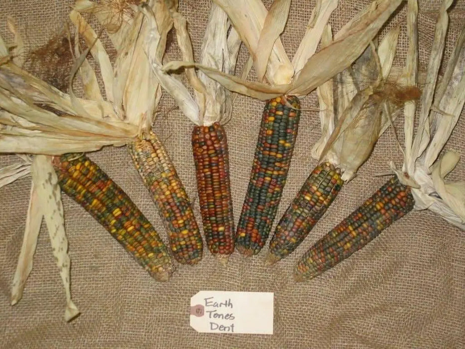 Earth Tones Dent Corn Seed - Ornamental & Edible; used for fall decorations, Ground into flour, or used as feed for birds and other animals. - Caribbean garden seed