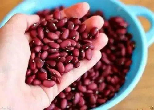 el Salvadoran Small Red BEANS ( Seeds) Bush bean, CARIBBEAN PRODUCT.