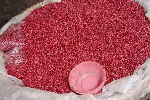 el Salvadoran Small Red BEANS ( Seeds) Bush bean, CARIBBEAN PRODUCT.