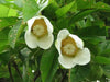 Elephant Apple  Seed, Chalta  (Dillenia indica ) Very Rare Tropical Plant Tree ! - Caribbean garden seed