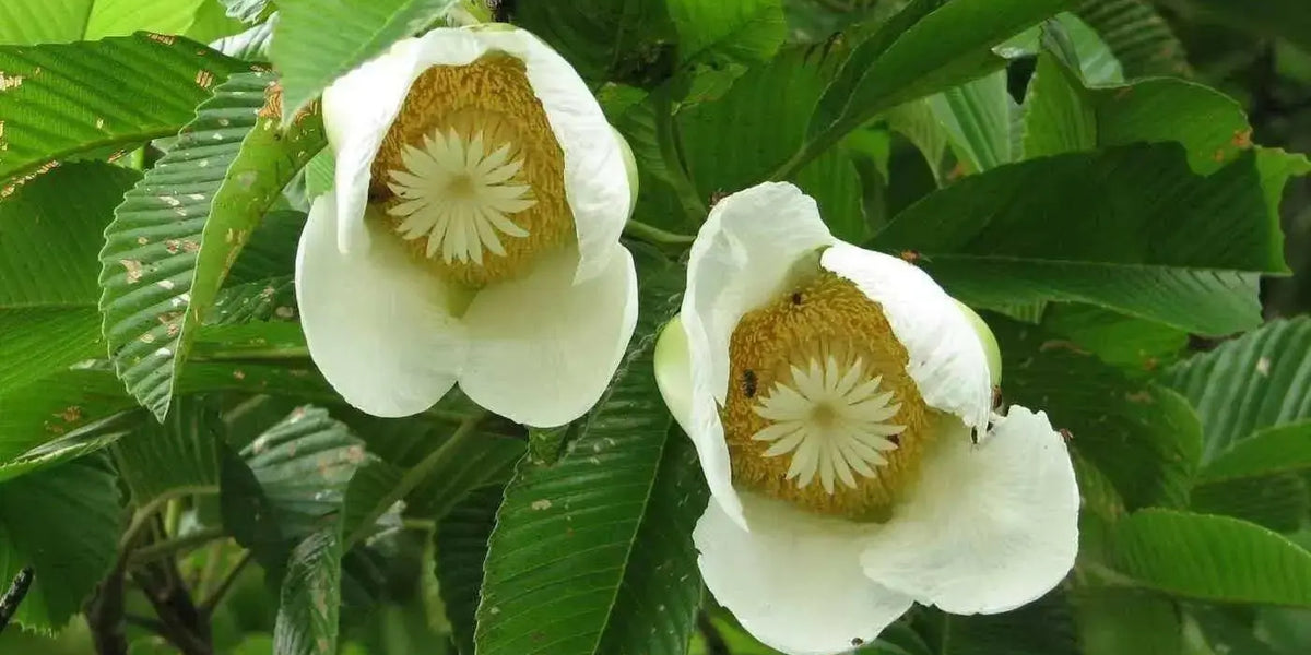 Elephant Apple Seed, Chalta (Dillenia indica ) Very Rare Tropical ...