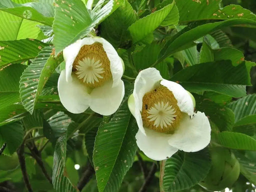 Elephant Apple  Seed, Chalta  (Dillenia indica ) Very Rare Tropical Plant Tree ! - Caribbean garden seed