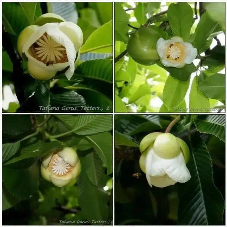 Elephant Apple  Seed, Chalta  (Dillenia indica ) Very Rare Tropical Plant Tree ! - Caribbean garden seed