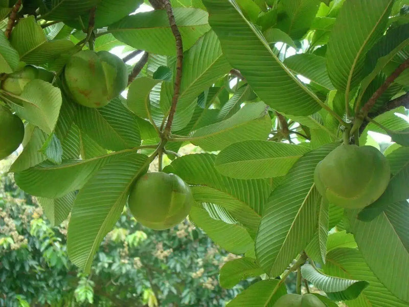 Elephant Apple  Seed, Chalta  (Dillenia indica ) Very Rare Tropical Plant Tree ! - Caribbean garden seed