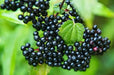 ELDERBERRY PLANT,hardy, native shrubs - Caribbean garden seed