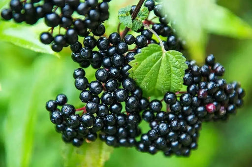 ELDERBERRY PLANT,hardy, native shrubs - Caribbean garden seed
