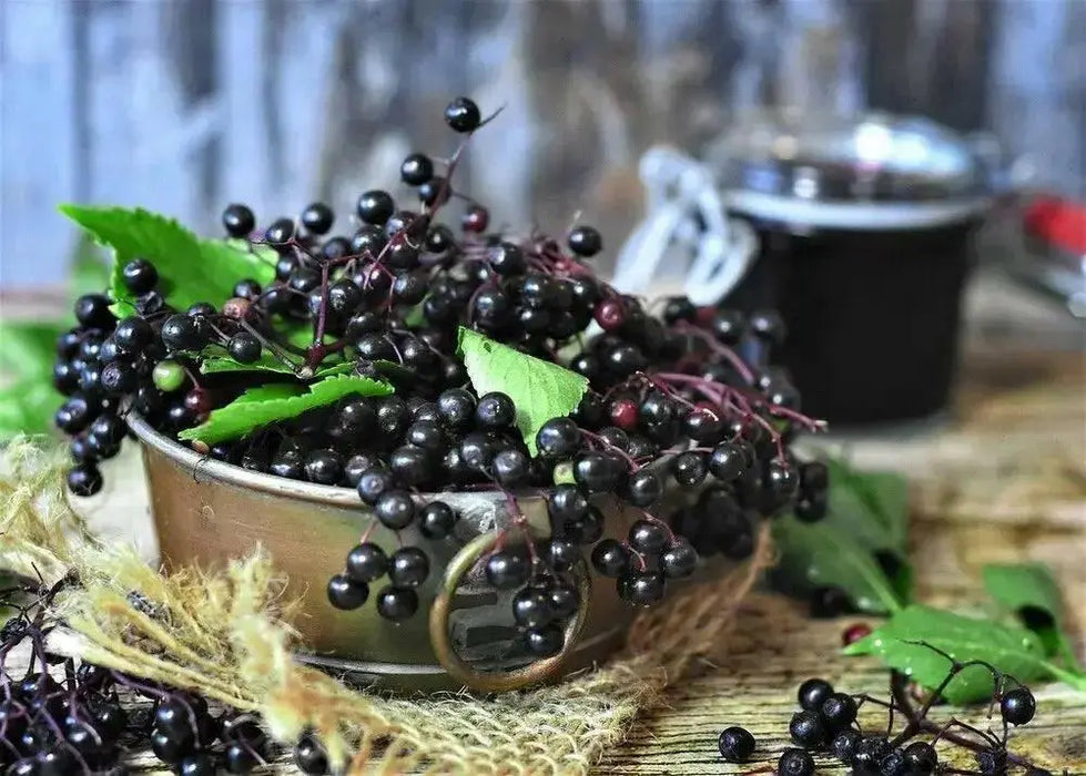 ELDERBERRY PLANT,hardy, native shrubs - Caribbean garden seed