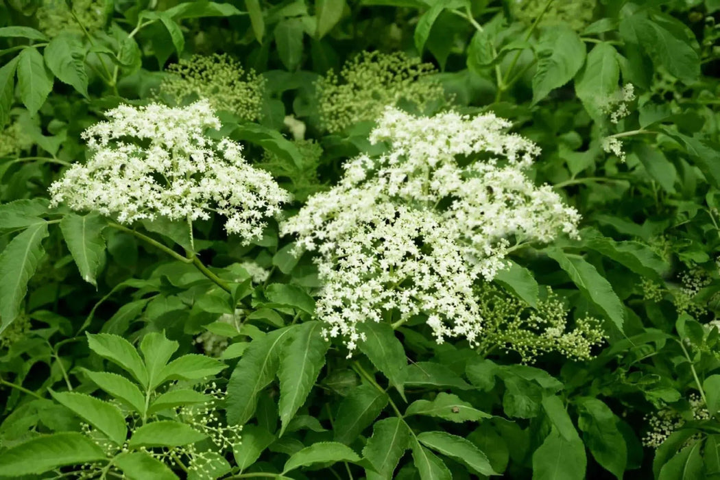 ELDERBERRY PLANT,hardy, native shrubs - Caribbean garden seed