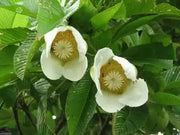 Elephant Apple Seed ,Tropical FRUIT Tree !.