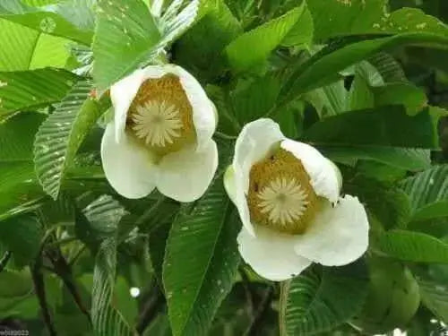 Elephant Apple Seed ,Tropical FRUIT Tree !.