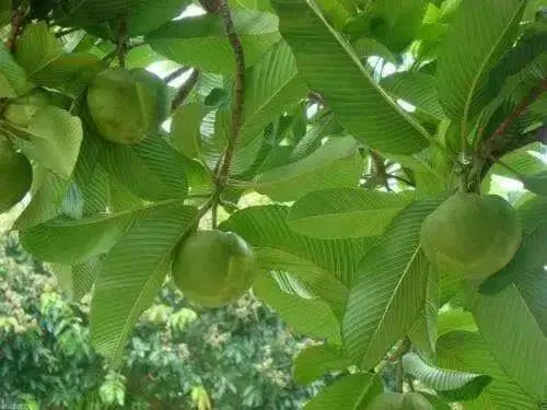Elephant Apple Seed ,Tropical FRUIT Tree !.