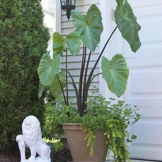 Elephant Ear ,Black Stem TROPICAL FOLIAGE - Caribbean garden seed