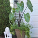 Elephant Ear ,Black Stem TROPICAL FOLIAGE - Caribbean garden seed