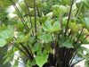 Elephant Ear ,Black Stem TROPICAL FOLIAGE - Caribbean garden seed