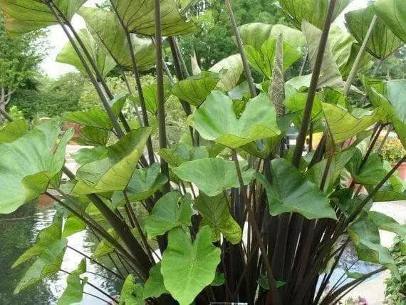 Elephant Ear ,Black Stem TROPICAL FOLIAGE - Caribbean garden seed