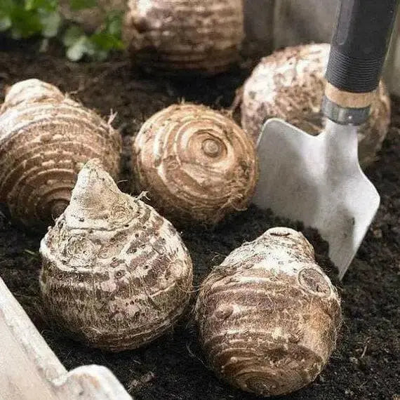 Elephant Ear ,Black Stem TROPICAL FOLIAGE - Caribbean garden seed