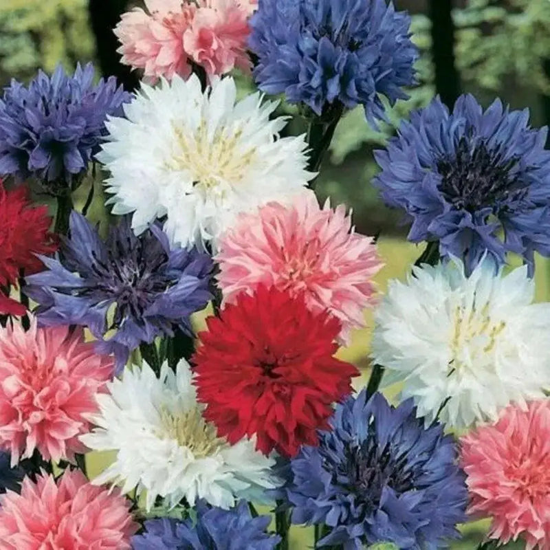 Dwarf Cornflower 'Polka dot Mix ) wildflowers - Caribbean garden seed