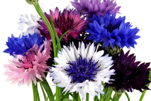 Dwarf Cornflower 'Polka dot Mix ) wildflowers - Caribbean garden seed