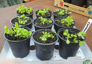 Dwarf Cornflower 'Polka dot Mix ) wildflowers - Caribbean garden seed