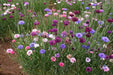 Dwarf Cornflower 'Polka dot Mix ) wildflowers - Caribbean garden seed