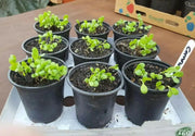 Dwarf Cornflower 'Polka dot Mix ) wildflowers - Caribbean garden seed