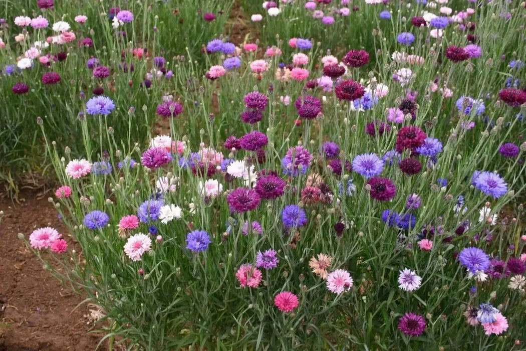 Dwarf Cornflower 'Polka dot Mix ) wildflowers - Caribbean garden seed