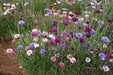 Dwarf Cornflower 'Polka dot Mix ) wildflowers - Caribbean garden seed