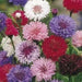 Dwarf Cornflower 'Polka dot Mix ) wildflowers - Caribbean garden seed